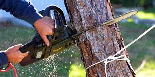 Best Tree Maintenance Programs  in Rson, CA