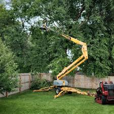 How Our Tree Care Process Works  in  Carson, CA